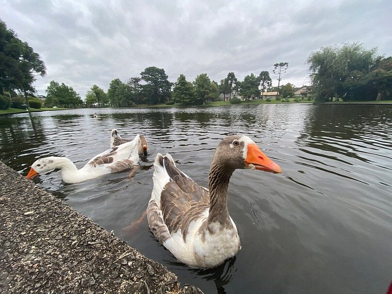 Flat Mountain Village Laje de Pedra | 2016